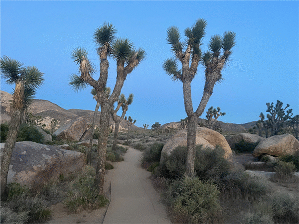 Things to do in Joshua Tree